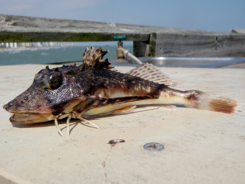 Sea Robin, Bighead MNbowfinangler